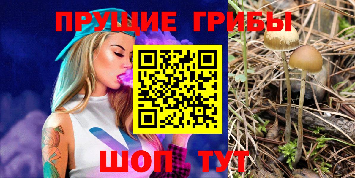Дмитров  Псилоцибиновые грибы Cubensis  Вход с VPN 